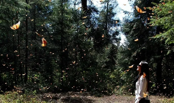 Monarch Butterfly Sanctuary Day Trip from Mexico City