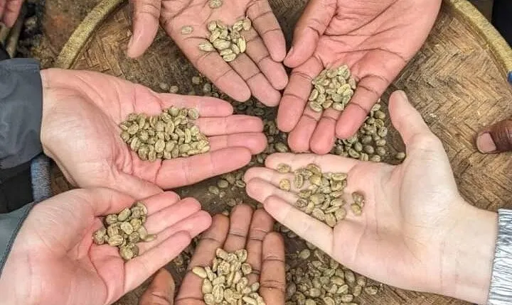 Materuni Waterfalls and Coffee Tour from Arusha