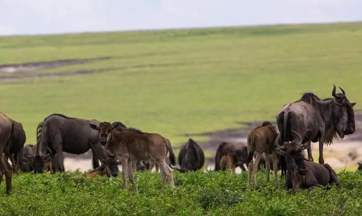 5 Days Tarangire,Serengeti,Ngorongoro&Manyara Camping Safari Tour Tanzania