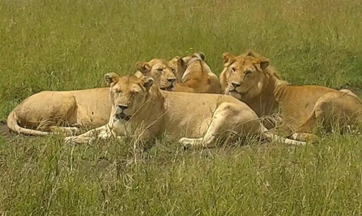 4 Days budget Camping Safari to see great Migration