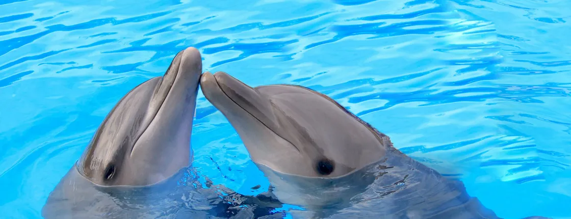 Los Cabos Dolphin Swim