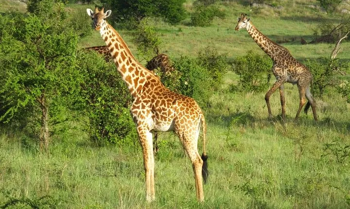 4 Days Lake Manyara,Serengeti and Ngorongoro Safari