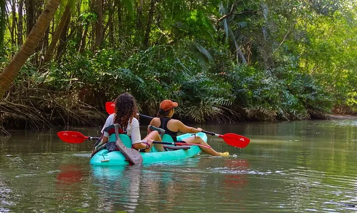 Paddle Through Paradise: Mangrove Kayak Adventure