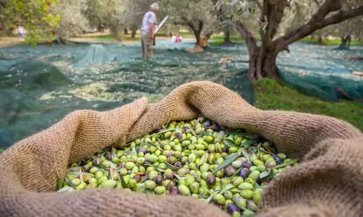 Private Tailored Full-Day Taste Tour in Lefkada with Pick Up