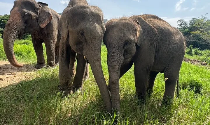 Chiangmai Half Day Visit and Wildlife Experience