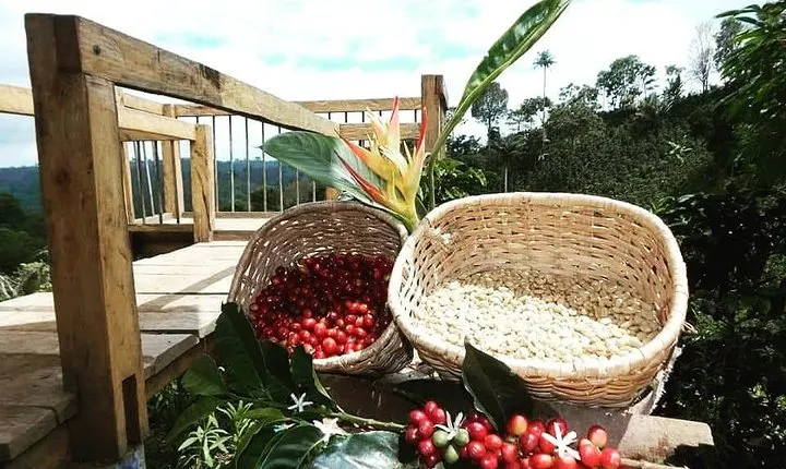 the acacias coffe farm