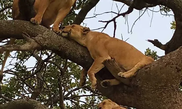 3 Days Safari to Maasai Mara from Nairobi by Road