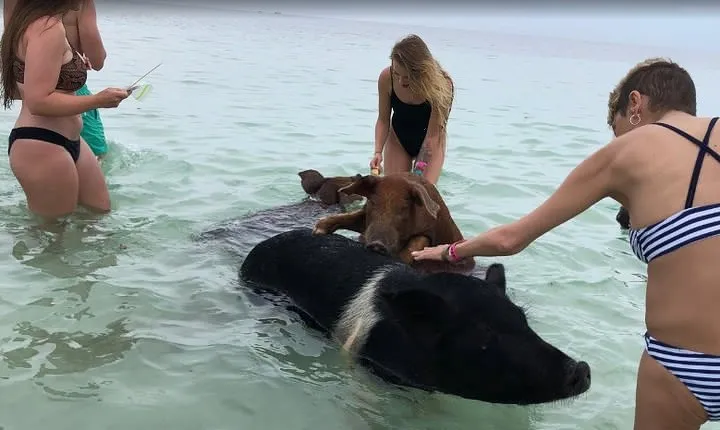 Swim with Pigs on a Tropical Island
