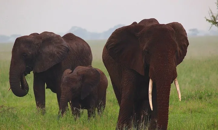 4 Days Tanzania Safaris To Tarangire, Serengeti And Ngorongoro Big 5 Safaris