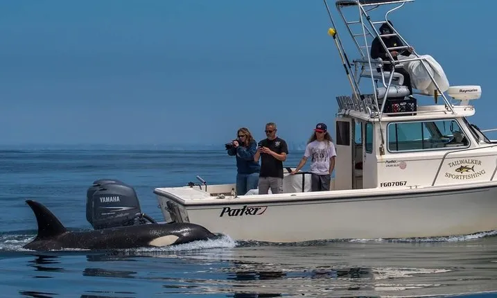 Private Family Whale & Dolphin Adventure in San Diego