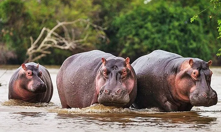 Day Trip Safari - Akagera National Park with Optional Lake Ihema Boat Safari