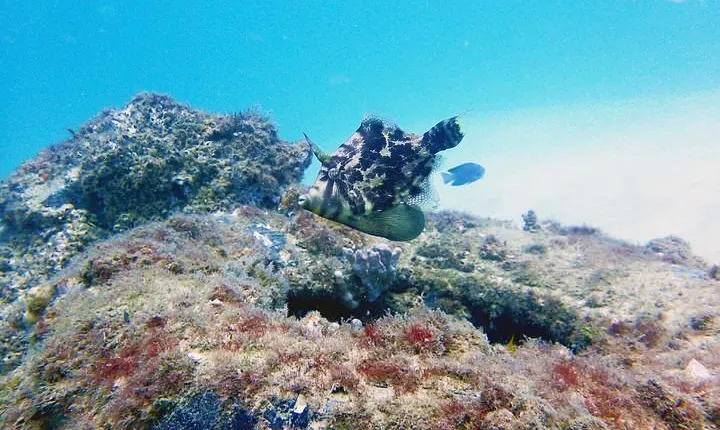 Wave Break Island Scuba Diving on the Gold Coast