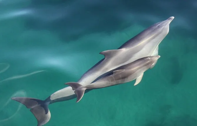 Wild Dolphin Watch Cruise