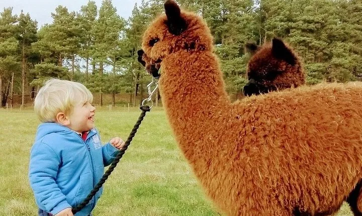 Highland Cows, Walk Alpacas & Visit a Scottish Wildlife Centre