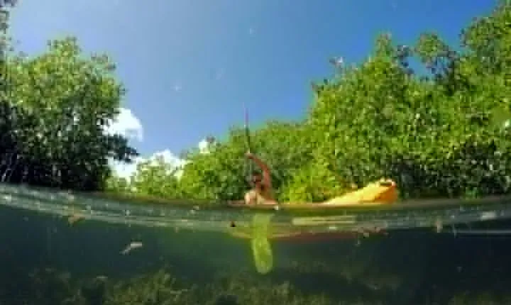 Magic Mangrove Paddle in Beef Island Lagoon