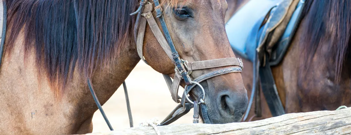 Horse riding in L'Aldosa