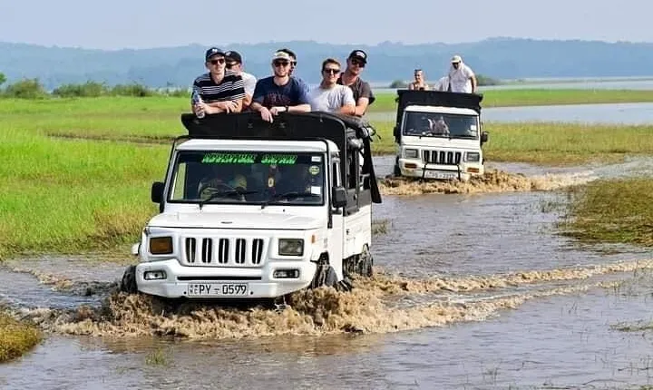 Minneriya National Park halfday Safari
