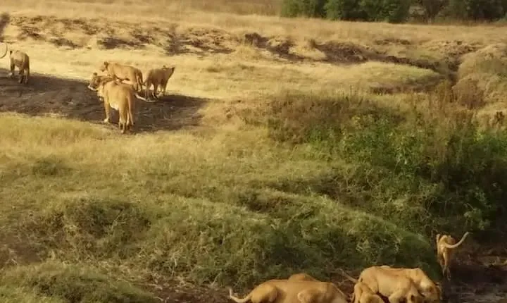 7-Day Private Safari to Amboseli National Park and Masai Mara