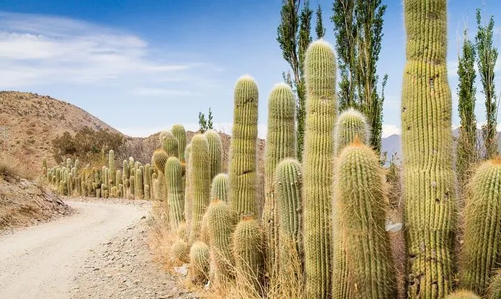 Excursion to Cachi & Calchaquies Valley from Salta