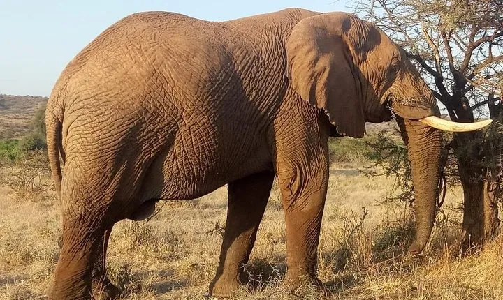 5-days-Nairobi-Arusha-lake manyara-serengeti-ngorongoro