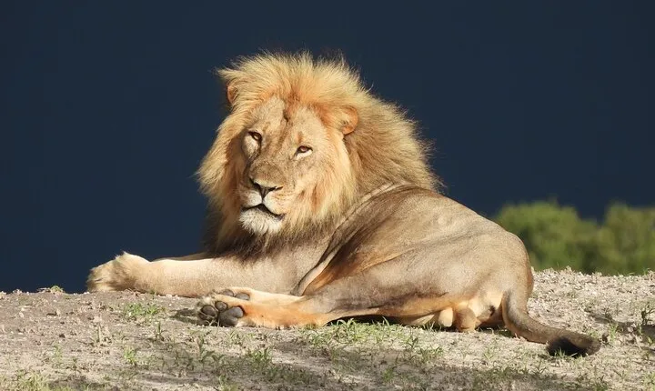 Chobe National Park Small Group Day Safari from Victoria Falls