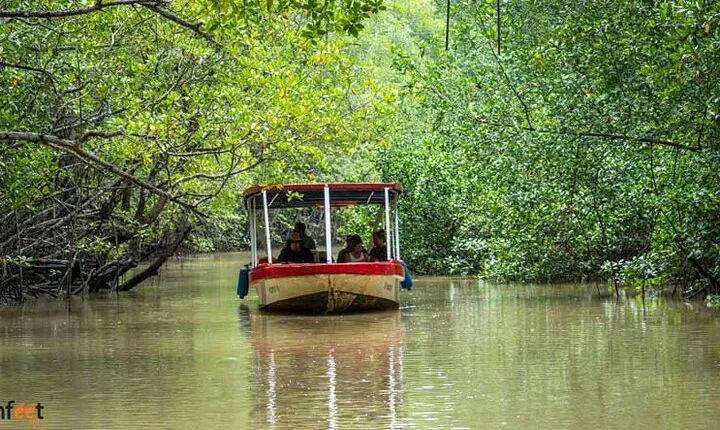 Damas Mangroove Boat Tour from Manuel Antonio