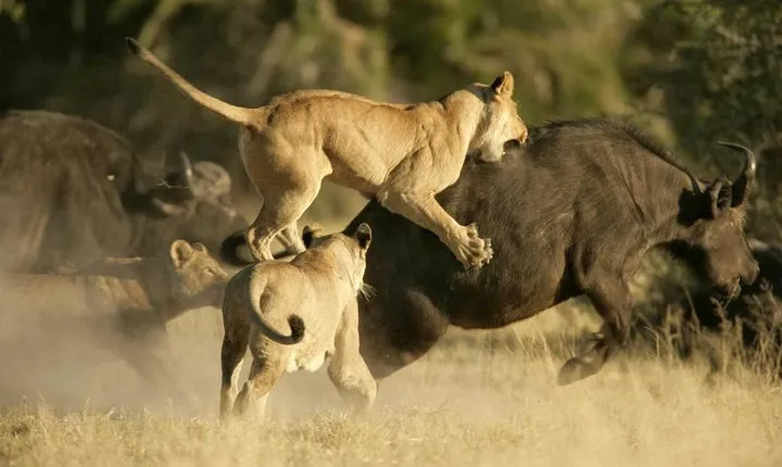 1 Day Safari - Tarangire National Park.