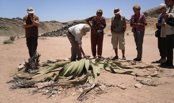 Welwitschia Tour from Swakopmund