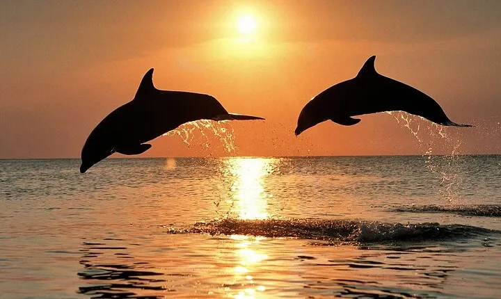 Dolphin Watching & Sunset Boat Tour With Dinner and Drinks