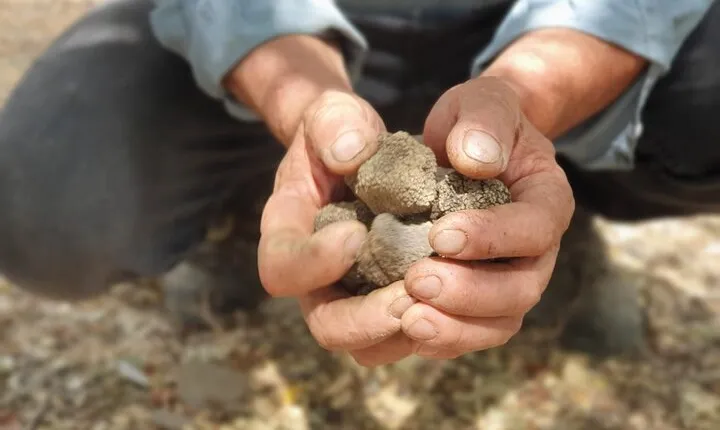 Truffle Hunting, Culinary & Wine Celebration from Heraklion