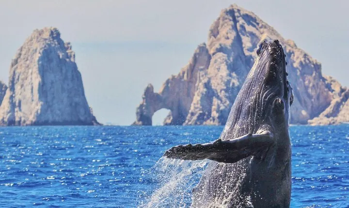 Los Cabos All Included Whale Watching Experience