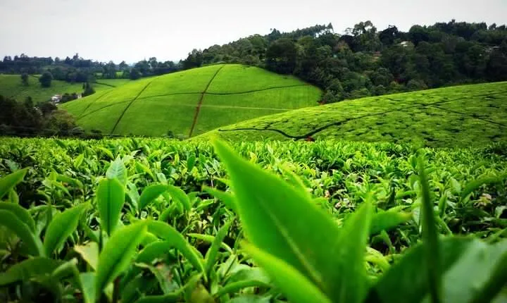 Nairobi to Kiambethu Tea Farm Tour