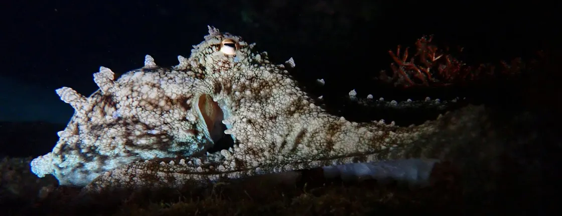 Night snorkelling tour