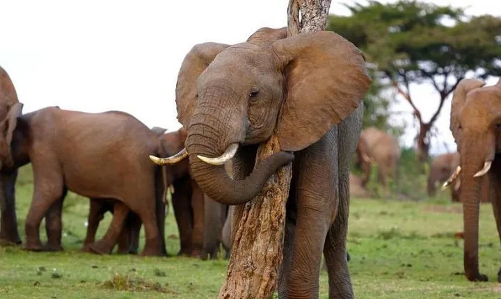 Nakuru and Naivasha Lake Maasai Mara 5-Day Private Safari