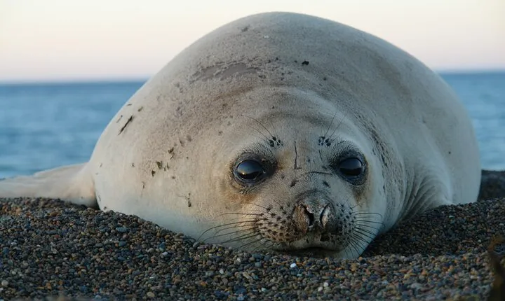 Peninsula de Valdes - Puerto Madryn **(Shared tour for cruises)**