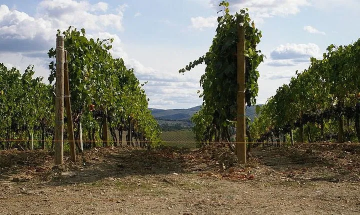 Shore Excursion from Livorno to Chianti area with Wine Tasting & Lunch