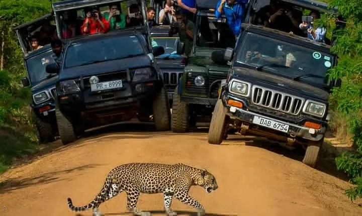 Private 02 Day Leopard Safari in Yala from Bentota