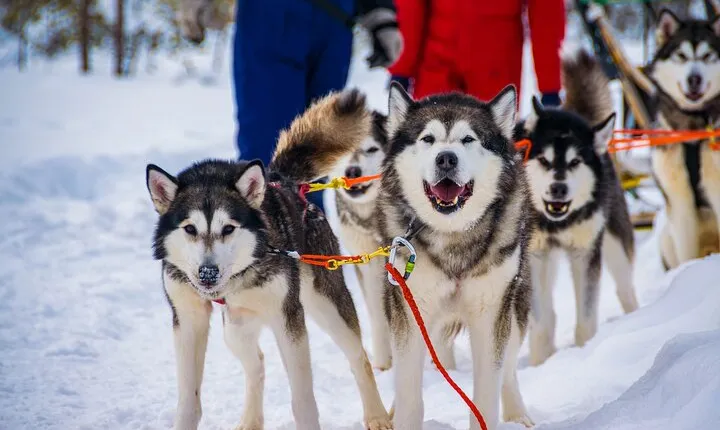 Small Group Husky Safari and Snowmobile Experience in Rovaniemi