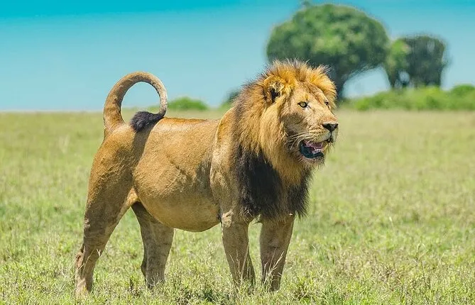 3 Day Masai Mara Safari
