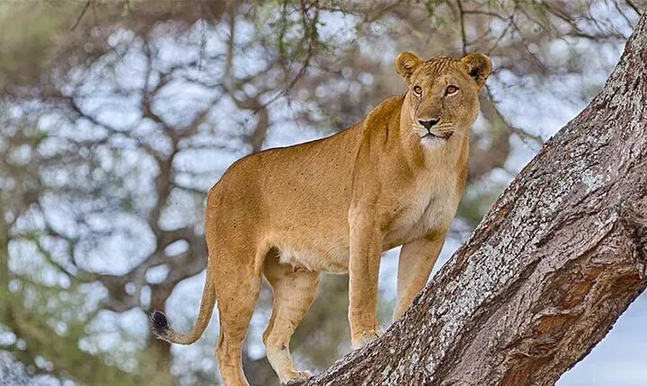 5 Days Fantastic Tanzania Lodge Safaris