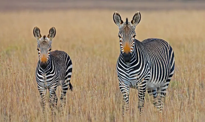 3 Days Ngorongoro Safari