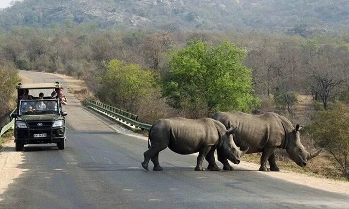 Tala Game reserve, Natal lion Park and Phezulu from Durban Tour