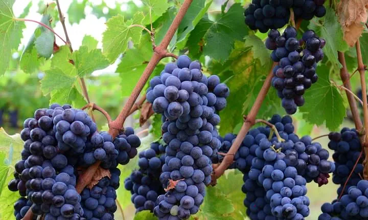Guided Wine Tour through the Niagara Wine Trail