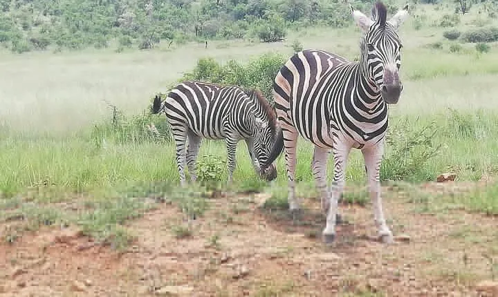Tented Pilanesberg safari 2-Day from Johannesburg R3990