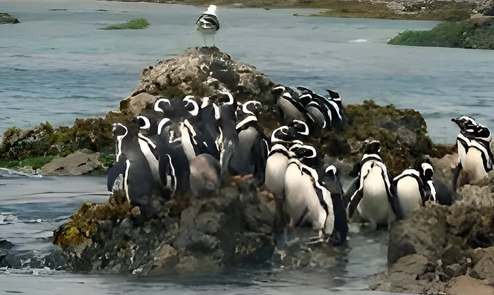 Full Day Ancud, Caulin and Penguin Colony