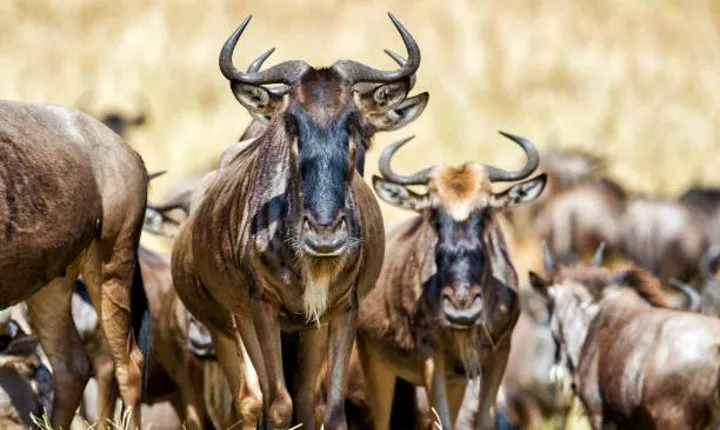 4 days,3 nights group joining lodge safari to Serengeti ,Ngorongoro and Manyara 