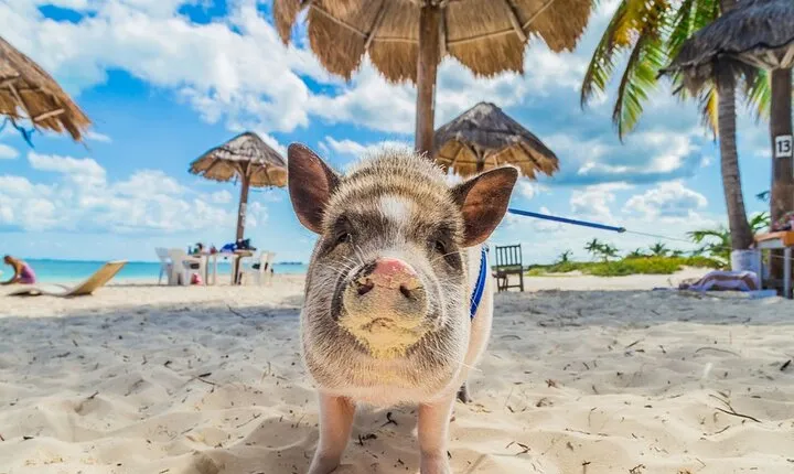Private Longtail Boat Tour to Koh Madsum and Koh Tan with Lunch