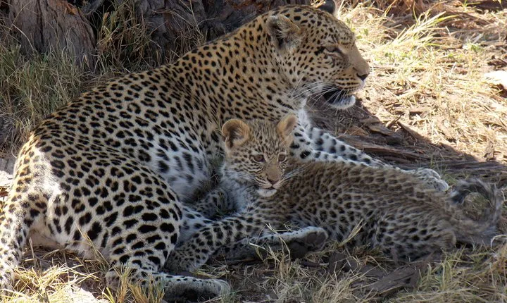 Meerkats 4 Nights 5 days Stargazing at Makgadikgadi Pans National