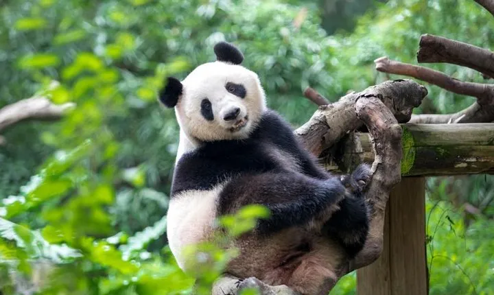 Private Transfer between Guangzhou Chimelong Safari Park and City Center