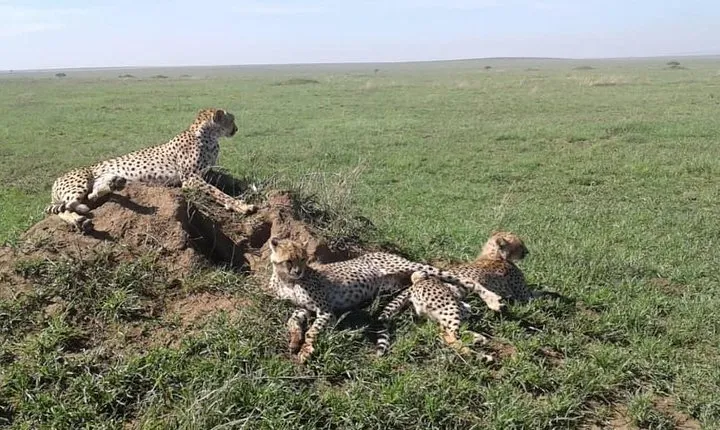 Tanzania Safari: 1 day Safari - Ngorongoro Crater.